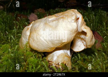 Hydnum repandum (Holzeigel) ist ein Pilz, der in Nadel- und Laubwäldern vorkommt. Sie ist in Europa und auch in Nordamerika weit verbreitet. Stockfoto