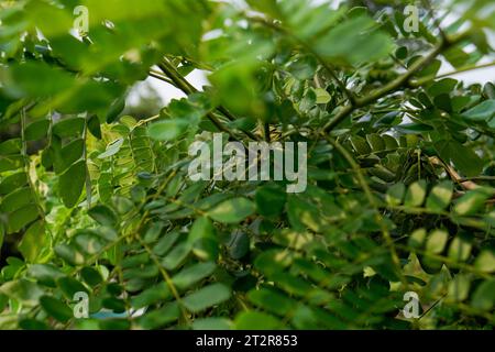 Trembesi-Baumblätter, aus nächster Nähe mit einem Aussichtspunkt, der zum Himmel zeigt. Stockfoto