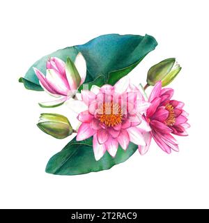 Seerosen-Zusammensetzung. Handgezeichnete Aquarellillustration von rosa Blumen und grünen Blättern auf weißem isoliertem Hintergrund. Botanische Malerei Stockfoto