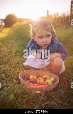 Schönes dreijähriges Mädchen posiert mit einem Korb mit Äpfeln. Ein Mädchen mit einem Korb Äpfel auf einer sonnenverwöhnten Wiese. Stockfoto