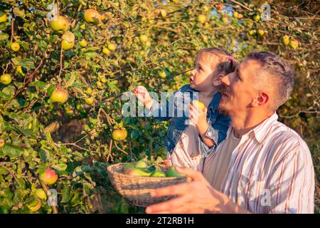 Vater und Tochter pflücken Äpfel von einem Baum an einem warmen Herbsttag bei Sonnenuntergang bei untergehenden Sonnenstrahlen. Ein junger Mann mit seiner Tochter erntet Äpfel für wic Stockfoto