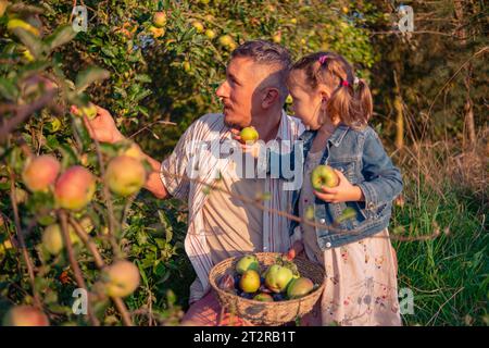 Vater und Tochter pflücken Äpfel von einem Baum an einem warmen Herbsttag bei Sonnenuntergang bei untergehenden Sonnenstrahlen. Ein junger Mann mit seiner Tochter erntet Äpfel für wic Stockfoto