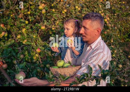 Vater und Tochter pflücken Äpfel von einem Baum an einem warmen Herbsttag bei Sonnenuntergang bei untergehenden Sonnenstrahlen. Ein junger Mann mit seiner Tochter erntet Äpfel für wic Stockfoto