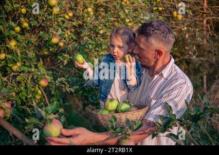 Vater und Tochter pflücken Äpfel von einem Baum an einem warmen Herbsttag bei Sonnenuntergang bei untergehenden Sonnenstrahlen. Ein junger Mann mit seiner Tochter erntet Äpfel für wic Stockfoto