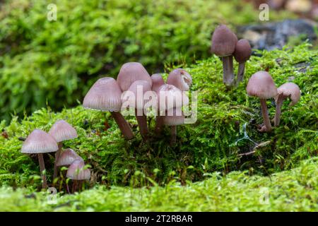 Mycena haematopus toadstools, allgemein bekannt als Burgundydrop-Haube, Pilze, die im Herbst oder Oktober auf toten Baumstämmen wachsen Stockfoto