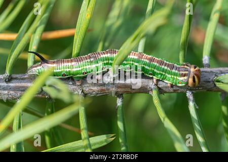 Kieferfalkenmotte (Sphinx pinastri) Raupe oder Larve auf schottischer Kiefer im September, Großbritannien Stockfoto