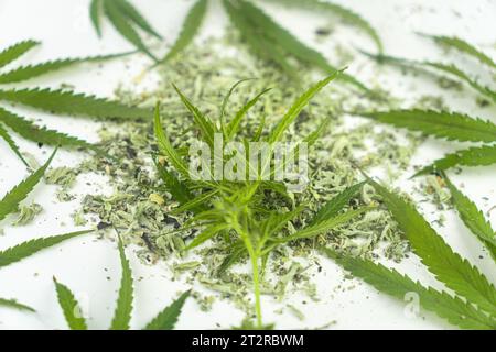 Anlagen rauchen Unkraut auf weißem Tisch. Cannabislegalisierung. CBD und THC auf Knospen in Cannabis. Cannabis Knospen Gras auf Holz Hintergrund. Marihuana Rauchen Stockfoto