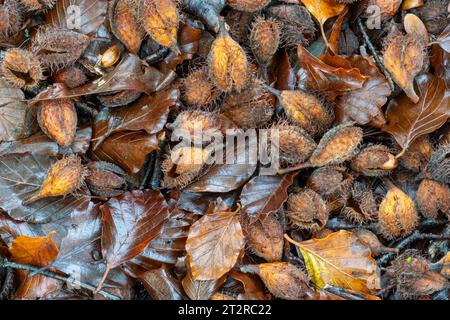 Buchenmast Buchenmast Buchenmuttern auf Waldboden im Oktober Herbst, Großbritannien Stockfoto