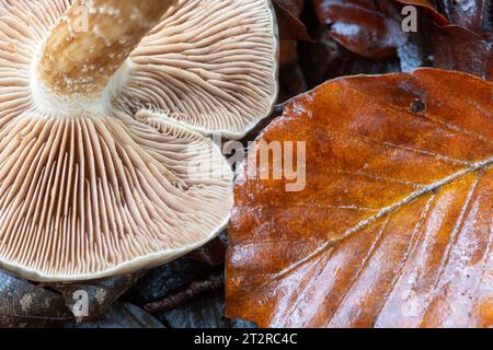 Ein Kiemenpilz auf Waldboden mit einem braunen Buchenblatt im Herbst oder Herbst Stockfoto