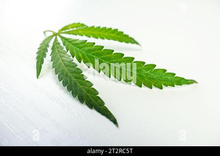Medizinisches Marihuana anbauen. Grüne Cannabisblätter auf weißem Hintergrund. Stockfoto
