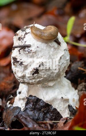 Eine Schnecke, die sich von einem Pilzpilz im Wald im Herbst ernährt Stockfoto