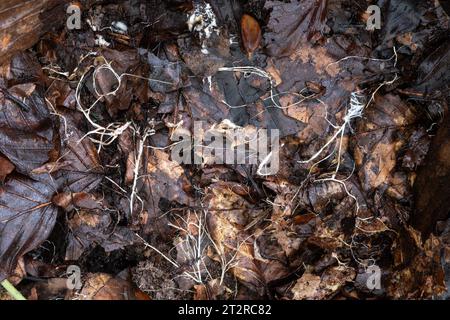 Pilzmyzel, weiße Fäden eines Pilzes in Blattstreu im Wald, England, UK, Herbst Stockfoto