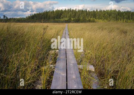 Holzduckboard-Pfad führt durch den Sumpf des Kurjenrahka-Nationalparks in Finnland. Stockfoto