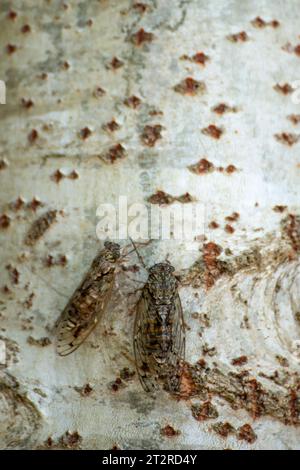 Ein Paar Zikaden auf einem Pappelstamm Stockfoto