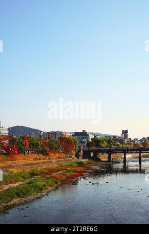 Laub in Kyoto im Herbst, mit dem Kamo-Fluss im Hintergrund. Stockfoto