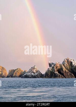 Les Etacs Rock-Tölpel-Kolonie, Alderney Stockfoto