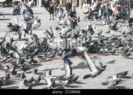 Krakau, Polen - 10. August 2023: Taubenherde und kleiner Junge auf dem Hauptplatz der Stadt Krakau Stockfoto