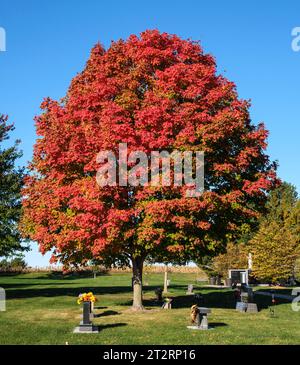 Roter Ahorn im Herbstlaub auf einem amerikanischen katholischen Friedhof, St. Ann Church, Long Grove, Iowa, USA. Stockfoto