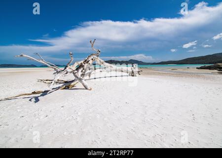 Baum am Whitehaven Beach Stockfoto