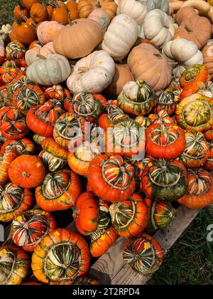 Turban-Kürbis, für Halloween-Dekoration. Stockfoto