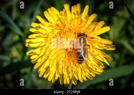 Biene auf gelb blühender Löwenzahnblüte im Frühling. Stockfoto