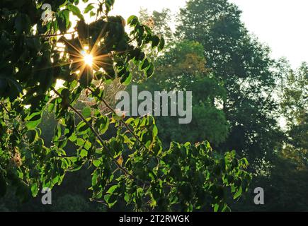 Helle Sonnenstrahlen, die während des Waldbades durch grünes Laub leuchten Stockfoto