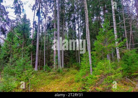 Forstwissenschaft, Sylvikultur. Der Atelong-Holzbestand der europäischen Fichte (Picea excelsa, P. abies) in den borealen Wäldern Nordosteuropas. Woodside Stockfoto