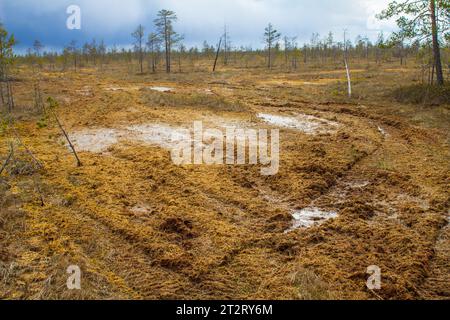 Die Spuren eines Geländefahrzeugs auf dem Sphagnum Hochmoor. Diese Spur wächst seit Jahren nicht mehr. Schutz von Sümpfen, weil Sümpfe, aber nicht davor Stockfoto