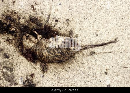 Tote Ratte auf dem Boden. Zerquetschtes Nagetier auf dem Boden Stockfoto