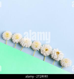 Grußkarte mit Blumenmuster. Weiße Dahlien blühen auf blauem und grünem Hintergrund mit Platz für Text. Trendiges Dekorationsdesign in der Natur. Flache Lagen. Stockfoto