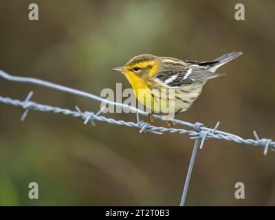 Blackburnian Warbler (Setophaga fusca), Geosetter, Festland Shetland, Schottland Stockfoto