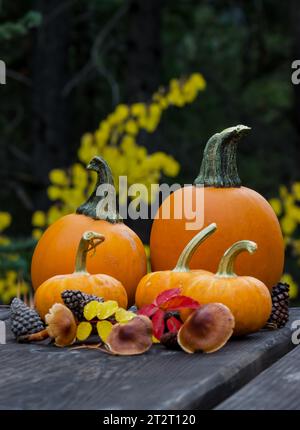 Verschiedene Kürbisse auf einem rustikalen Picknicktisch draußen im Wald an einem Herbsttag. Stockfoto
