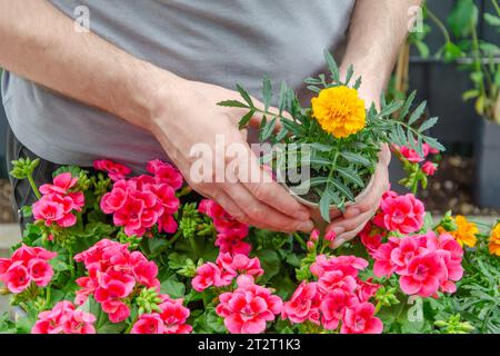 Geranium und tagetes Setzlinge. Tagetes blüht in den Händen des Gärtners. Blumen im Vordergrund. Hände in Nahaufnahme. Stockfoto