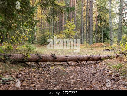 Herbstlandschaft aus dem Wald, gefallener Baum über dem Fußweg, trockene Blätter auf dem Waldweg, trockenes Gras und Moos, gefallene Äste, Herbstzeit Stockfoto