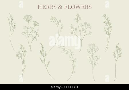 Kräuter- und Blumenset. Botanische Skizze isolierte dekorative Elemente. Minimales Pflanzenlogo, Wiesengrün, blattblühende Blume, gerader rustikaler Zweig. Stock Vektor
