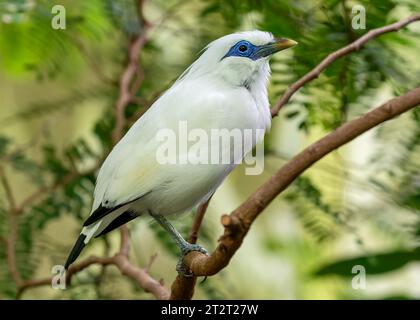 Nahaufnahme einer Bali myna (Leucopsar rothschildi) Stockfoto