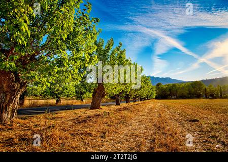 Cezannes Landschaft / Südwestansicht der Montagne Sainte-Victoire & Country Road in Beaurecueil in der Nähe von Aix-en-Provence - Provence - Frankreich Stockfoto