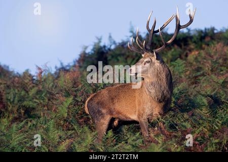 Stolzer Rotwild (Cervus elaphus) in dickem Bracken Stockfoto