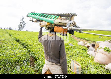 Ein afrikanischer Bauer mit einem Erntemaschine auf dem Kopf ist bereit, auf einem Teefeld zu arbeiten. Stockfoto