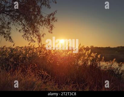Abendliche Stille am See mit Blick auf den Sonnenuntergang über dem flauschigen trockenen Schilf. Idyllische Sonnenuntergangsszene, natürlicher Hintergrund Stockfoto