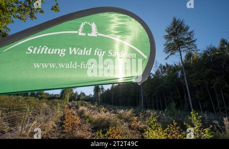 21. Oktober 2023, Sachsen, Königshain: Blick auf die aufzuforstende Pflanze. Premierminister Kretschmer beteiligt sich auch an einer Pflanzaktion „Oberlausitzer Zukunftswald“ in Königshain. Die Wiederaufforstung des 1,2 ha großen, geschädigten Gemeindegebiets ist das Ergebnis einer Crowgründungsaktion. Mit der Anpflanzung von über 3.000 Setzlingen verschiedener Baumarten durch Einwohner der Oberlausitz soll auf einem ehemaligen Rindenkäfer-beschädigten Gebiet ein klimaverträglicher, artenreicher Mischwald entstehen. Foto: Matthias Rietschel/dpa-Zentralbild/dpa Stockfoto