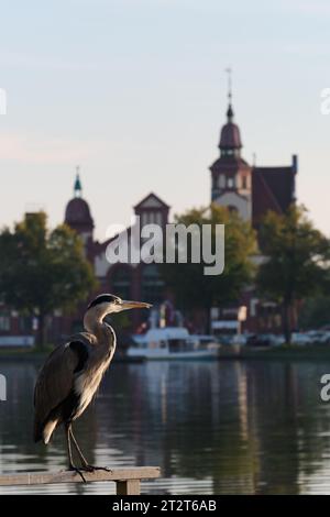 Ein Reiher sitzt auf einer Walze mit historischen Gebäuden in Schwerin dahinter Stockfoto