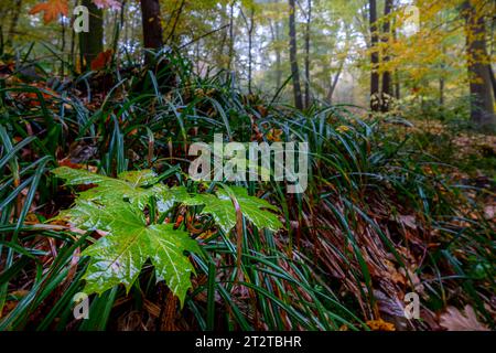 Nasser Herbstwald. Nahaufnahme von gelben Ahornblättern auf dem Boden. Stockfoto