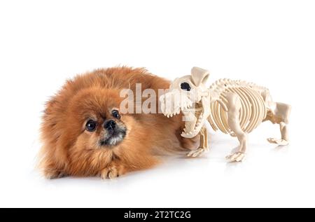 Junge pomeranian vor weißem Hintergrund Stockfoto