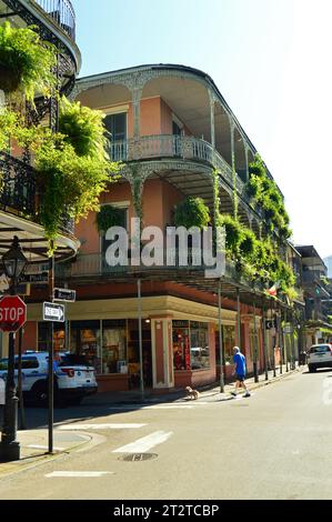 Farne hängen am schmiedeeisernen Geländer auf den Balkonen der Gebäude im French Quarter von New Orleans Stockfoto