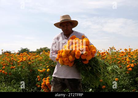 Nicht exklusiv: 20. Oktober 2023, Bundesstaat Puebla, Mexiko: Cempasuchil-Blumenproduzenten in der Gemeinde Atlixco im Bundesstaat Puebla. Am Oktob Stockfoto