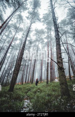 Herbstwald mit stehender Person in der Mitte, Weitschuss Stockfoto