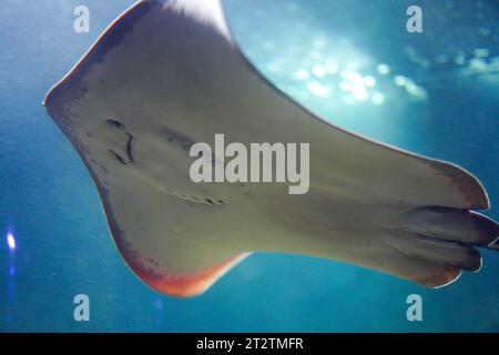 Anmutiger Stachelrochen, der durch ruhige Gewässer gleitet Stockfoto