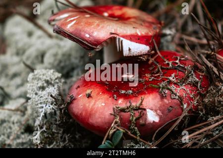 Russula-Pilz im Herbstwald, umgeben von weißem Moos und trockenen Kiefernnadeln. Speisepilze mit rotem Deckel. Wilde Erntezeit Stockfoto