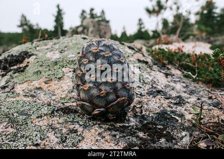 Sibirische Zedernkiefer auf Stein. Sammlung von Wildernten Stockfoto